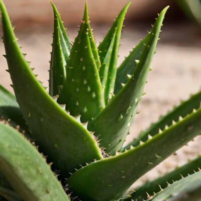 Aloe Vera Powder